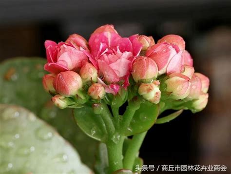 看下面 長壽花花期